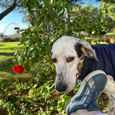 Your-all-season-paradise, Sea View, Adria, In Italy 别墅 波滕扎皮切纳